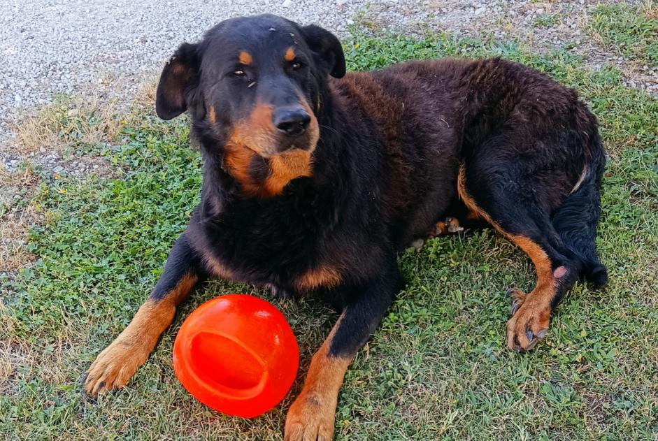 Alerte Disparition Chien Mâle , 13 ans Saint-Laurent-d'Arce France Alerte Disparition Chien Mâle , 13 ans Saint-Laurent-d'Arce France