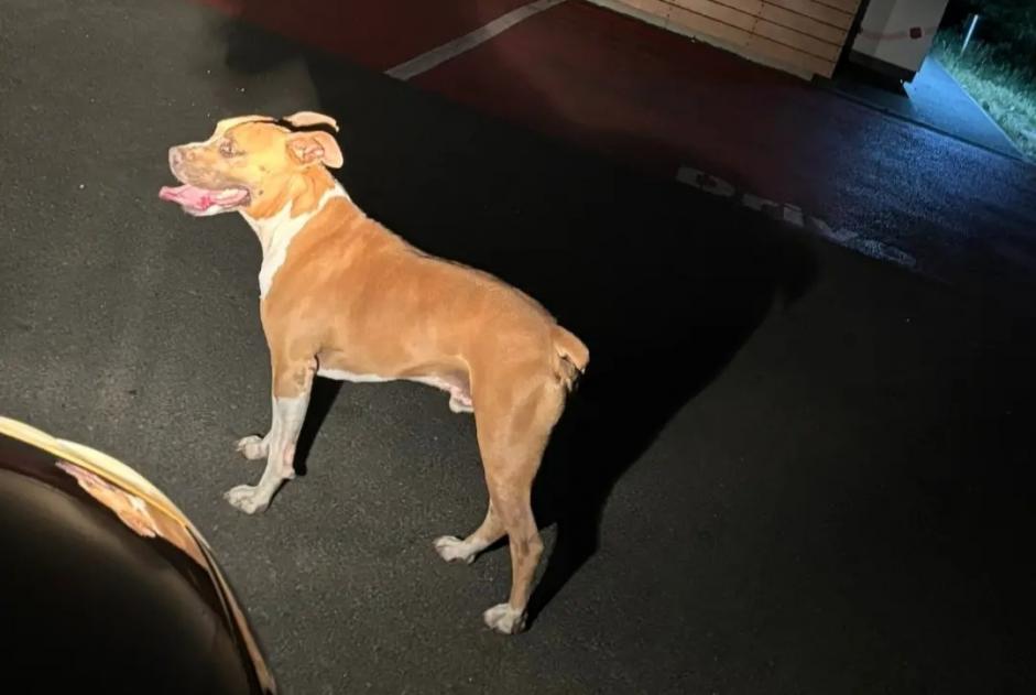 Alerte Découverte Chien Mâle Macau France Alerte Découverte Chien Mâle Macau France