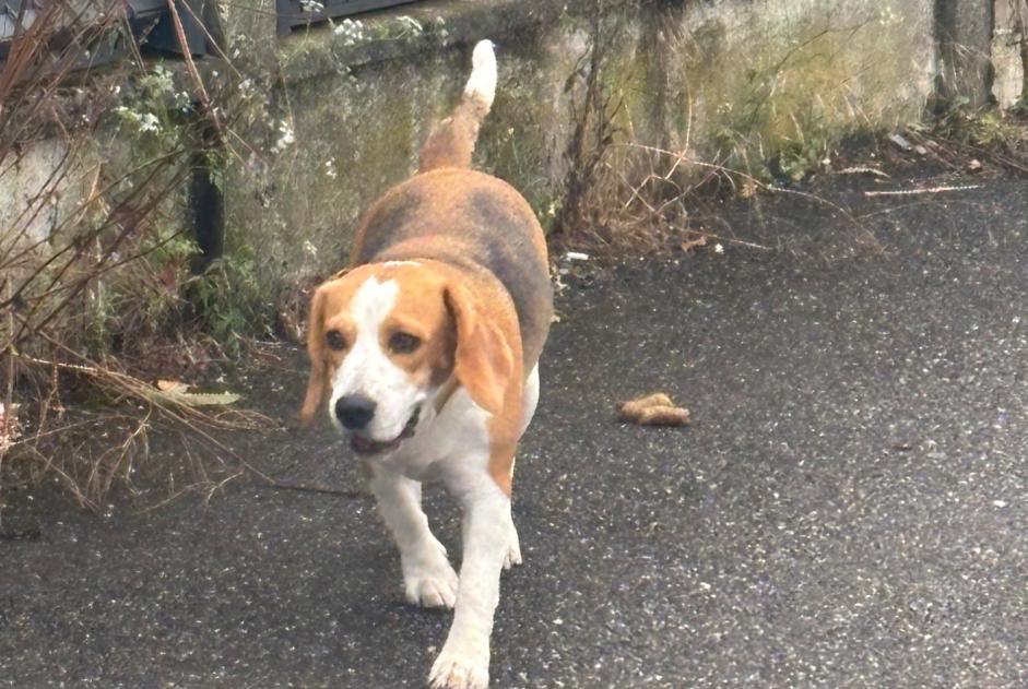 Alerte Découverte Chien Inconnu Bordeaux France Alerte Découverte Chien Inconnu Bordeaux France