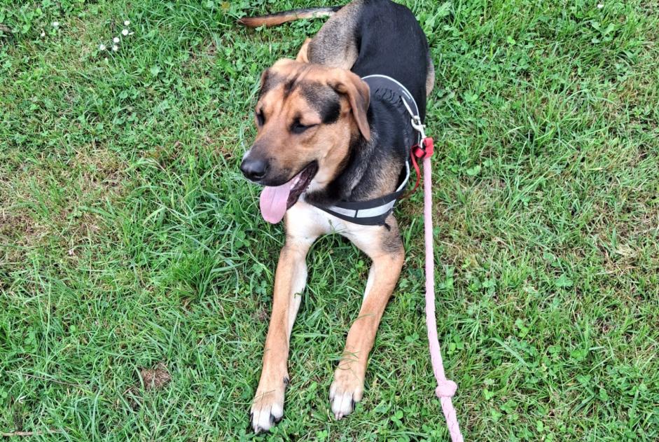 Alerte Disparition Chien croisement  Mâle , 1 ans Port-Sainte-Foy-et-Ponchapt France
