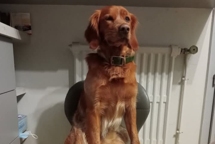 Avviso scomparsa Cane Maschio , 4 anni Castres-Gironde Francia Avviso scomparsa Cane Maschio , 4 anni Castres-Gironde Francia