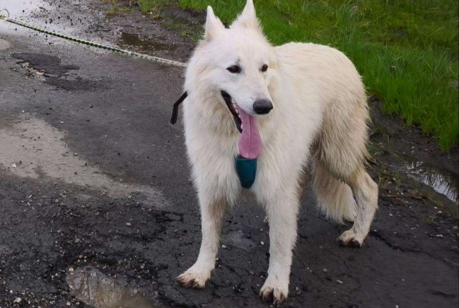 Avviso scomparsa Cane  Maschio , 5 anni Lesparre-Médoc Francia